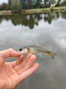 Largemouth Bass