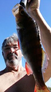 European Perch