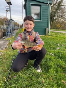 European Perch