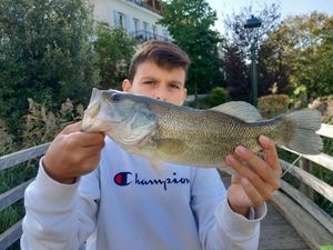 Largemouth Bass