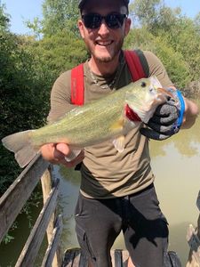 Largemouth Bass