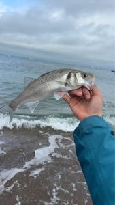 European Bass (Seabass)