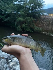 Brown Trout
