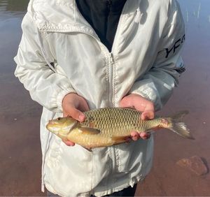 Common Carp