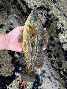 Ballan Wrasse