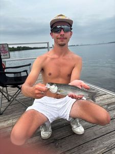 Striped Bass (Landlocked)