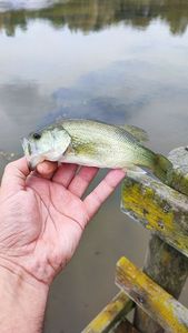 Largemouth Bass