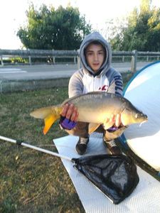 Mirror Carp