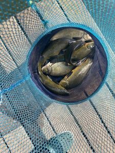 Tench