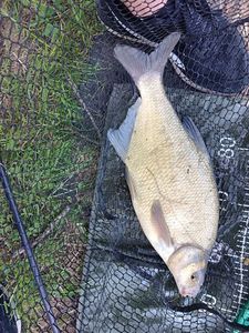 Common Bream