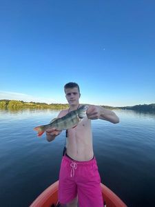 European Perch