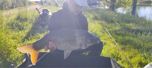 Common Carp