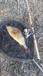 European Perch