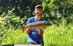 Common Carp