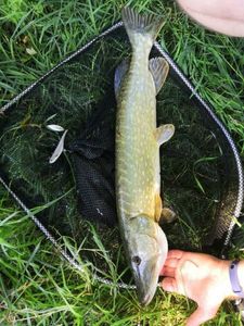 Northern Pike