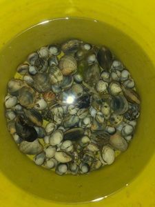 Grooved Carpet Shell