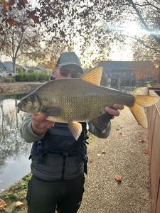 Common Bream