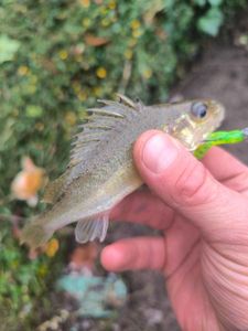Ruffe