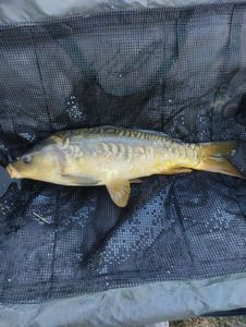 Mirror Carp