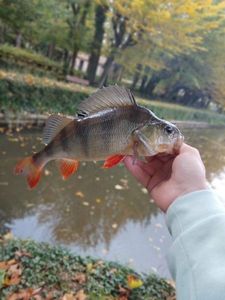 European Perch