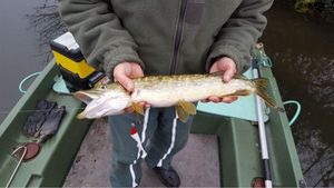 Northern Pike