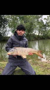Common Carp
