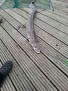 Conger