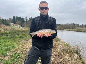 Rainbow Trout