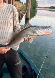 Zander