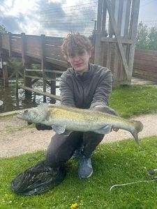 Zander