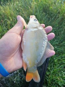 Mirror Carp