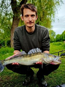 Zander