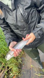 Rainbow Trout