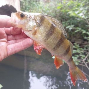 European Perch