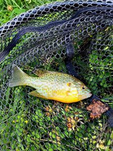 Pumpkinseed