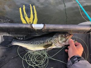 Largemouth Bass