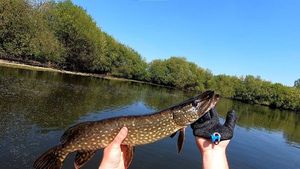 Northern Pike