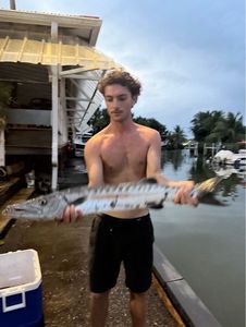 Great Barracuda