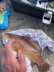 Ballan Wrasse
