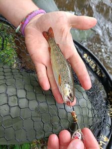 Brown Trout