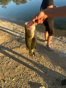 Largemouth Bass