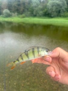 European Perch