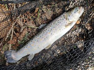 Brown Trout