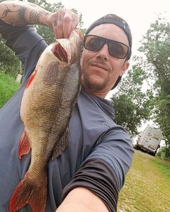 European Perch