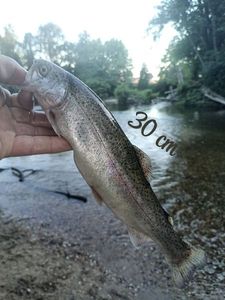 Rainbow Trout