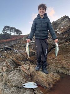Chub Mackerel