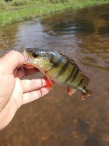 European Perch