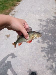European Perch