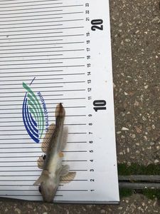 Round Goby