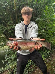 Rainbow Trout